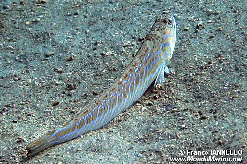 Tracina (Trachinus draco)