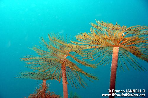 Spirografo (Sabella spallanzanii)