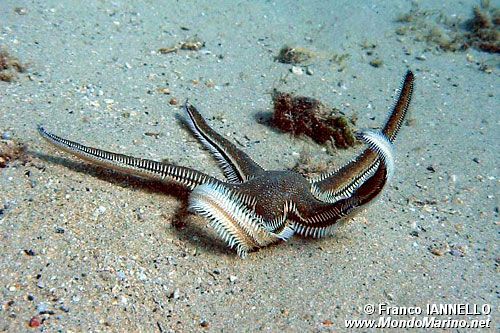 Stella pettine bruna (Astropecten bispinosus)