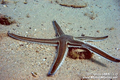 Stella pettine bruna (Astropecten bispinosus)