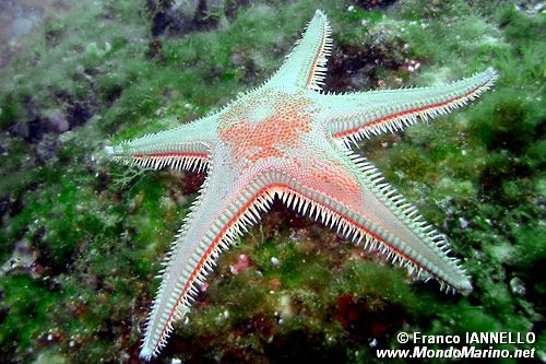 Stella pettine maggiore (Astropecten aranciacus)