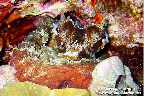 Polpo comune (Octopus vulgaris)