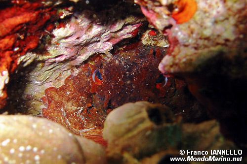 Polpo comune (Octopus vulgaris)