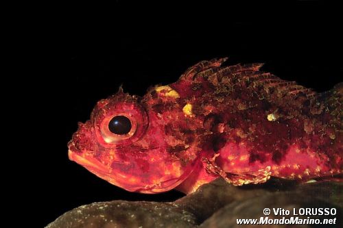 Scorfanotto (Scorpaena notata)