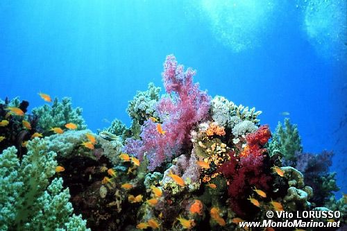 Alcionario (Dendronephthya sp.)