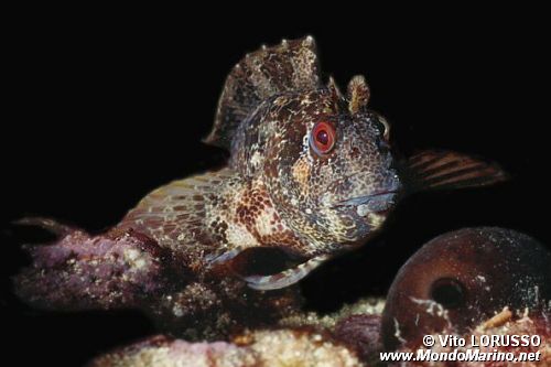 Bavosa ruggine (Parablennius gattorugine)