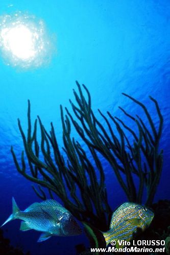 Grugnitore (Lutjanus apodus)