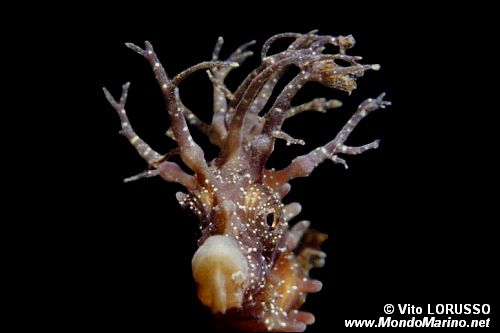 Cavalluccio marino (Hippocampus guttulatus)