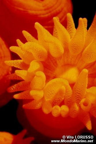 Madrepora arancione (Astroides calycularis)