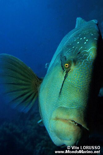 Pesce napoleone (Cheilinus undulatus)