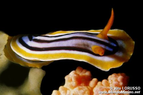 Nudibranchio pigiama (Chromodoris quadricolor)
