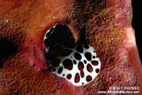 Vacchetta di mare (Discodoris atromaculata)
