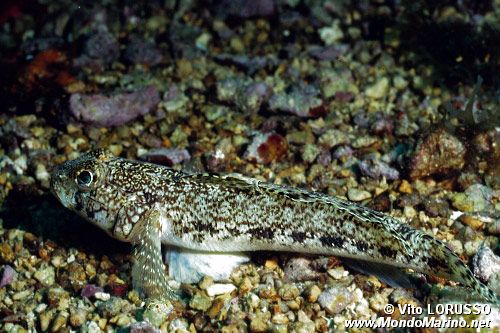 Ghiozzo geniporo (Gobius geniporus)