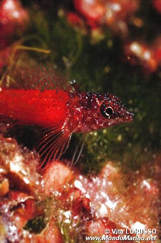 Peperoncino minore (Tripterygion melanurus)