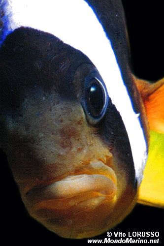 Pesce pagliaccio (Amphiprion bicinctus)
