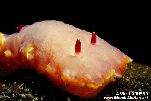Cromodoride porpora (Chromodoris purpurea)