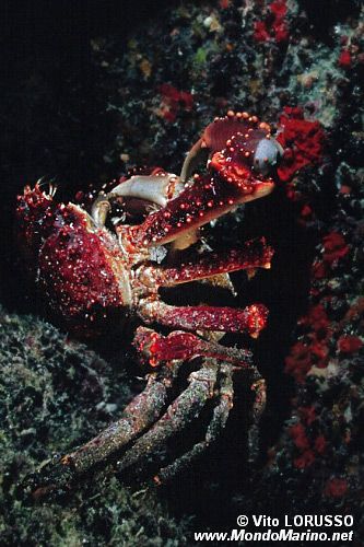 Granchio reale (Mithrax spinosissimus)