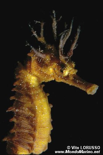 Cavalluccio marino (Hippocampus guttulatus)