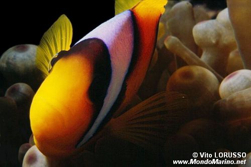 Pesce pagliaccio (Amphiprion bicinctus)