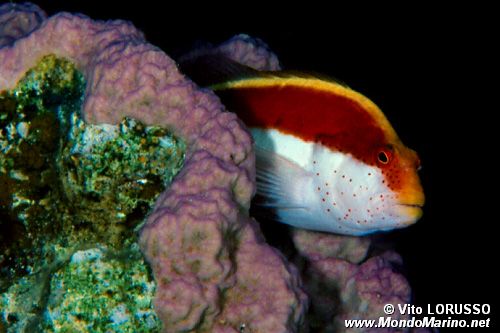 Pesce falco (Paracirrhites forsteri)