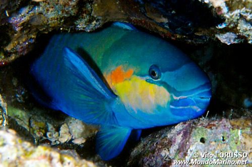 Pesce pappagallo (Scarus sordidus)