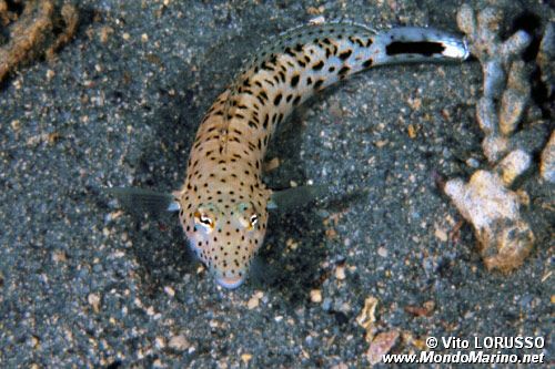 Parapercide ocellato (Parapercis hexophtalma)