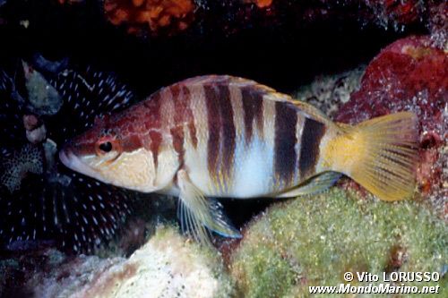 Sciarrano (Serranus scriba)