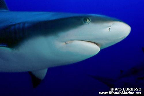 Squalo del reef caraibico (Carcharhinus perezi)