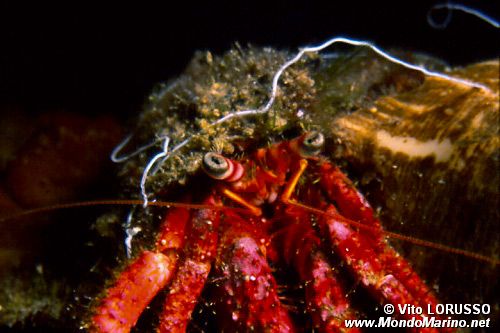 Paguro (Dardanus calidus)