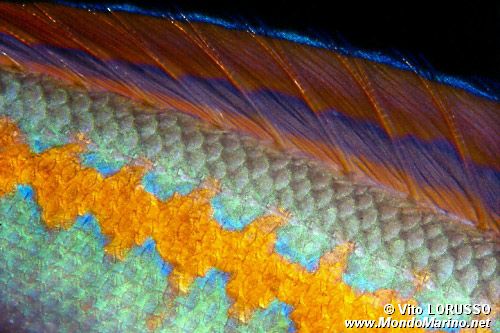 Donzella (Coris julis)