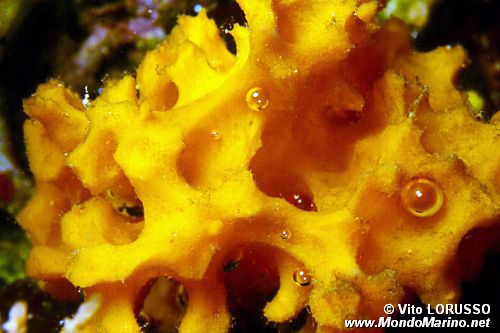 Acantella (Acanthella acuta)