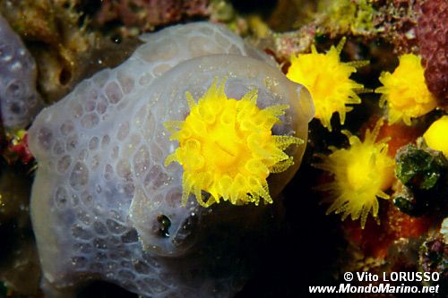 Spugna incrostante blu (Phorbas tenacior)