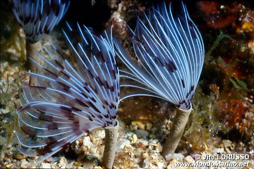 Verme pavone (Sabella penicillus)