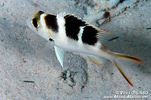 Letrinide dagli occhi grandi (Monotaxis grandoculis)