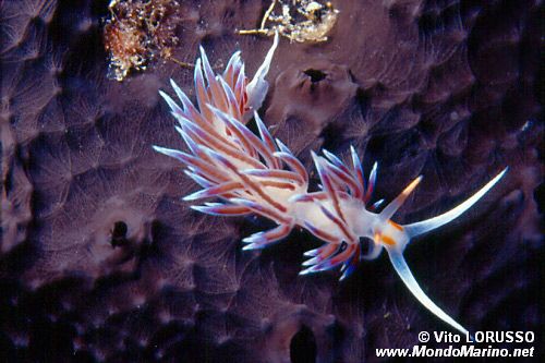 Cratena (Cratena peregrina)