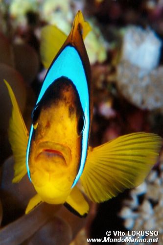Pesce pagliaccio (Amphiprion bicinctus)