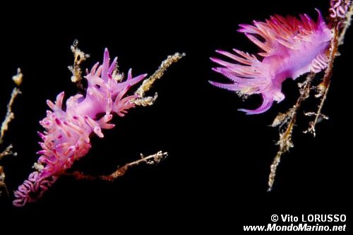 Flabellina rosa (Flabellina affinis)