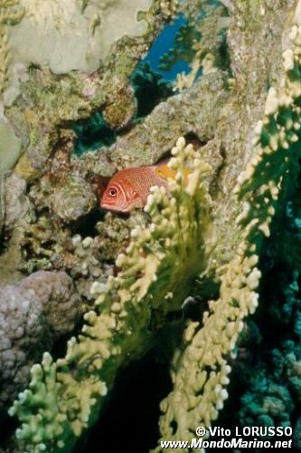 Pesce scoiattolo spinoso (Sargocentron spiniferum)