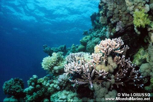 Madrepora lampone (Pocillopora damicornis)