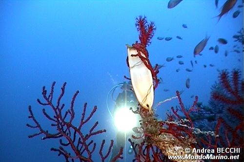 Squalo gattopardo (Scyliorhinus stellaris)