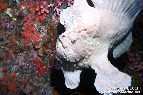 Pesce rana (Antennarius nummifer)