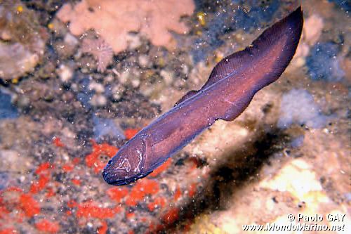 Pesce (Oligopus ater)