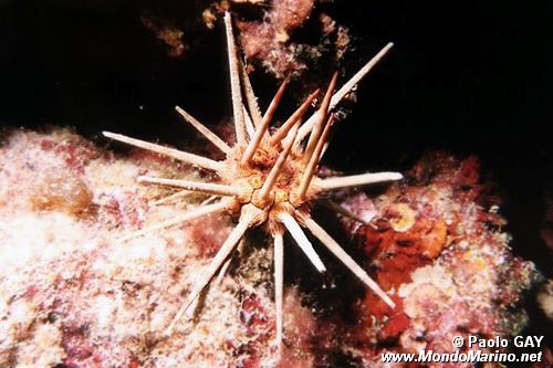 Riccio matita (Cidaris cidaris)