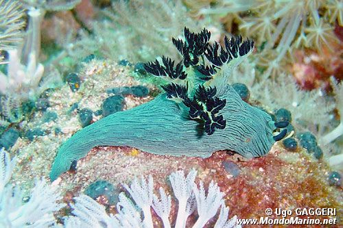 Nembrotha di Miller (Nembrotha milleri)