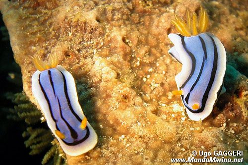 Chromodoris (Chromodoris lochi)