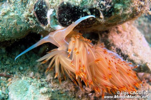 Dondice (Dondice banyulensis)