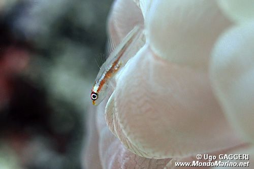 Gobide (Pleurosicya micheli)