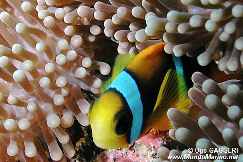 Pesce pagliaccio (Amphiprion bicinctus)