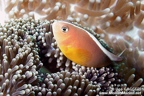 Pesce pagliaccio arancione (Amphiprion sandaracinos)