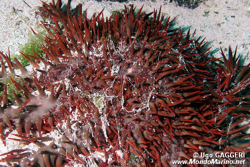 Stella corona di spine (Acanthaster planci)